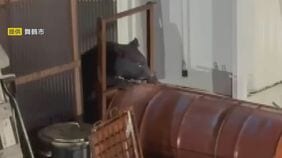 【速報】京都・舞鶴市でツキノワグマの親子を緊急銃猟　住宅の軒下に居座っていたところ麻酔銃が命中　京都府で初　殺処分へ|TBS NEWS DIG