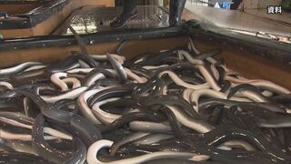 【速報】ニホンウナギ含む取引規制案を「否決」 ワシントン条約の締約国会議　来月の全体会合で確定へ| TBS CROSS DIG with Bloomberg