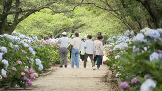 約2万株が咲き誇り30年の歴史がある「あじさい街道」 地元の大学生も植え付けし今が見ごろ【高知・香南市】 | 高知のニュース・天気|KUTV NEWS | KUTVテレビ高知
