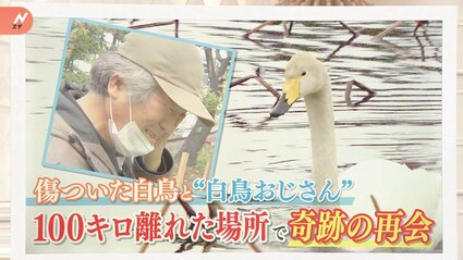 【中古】 傷ついた白鳥 img_a65bde301065c886ec0e6f81d5