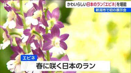春に咲く日本のラン「エビネ」 新潟県内で初の展示会開催 | 新潟の