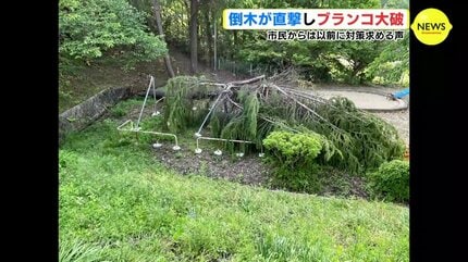 樹木医「天気が1つの要因」 倒木が直撃し 公園のブランコ大破 以前