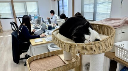 カラスに襲われ瀕死だった3本足の保護猫「ふくちゃん」今や広報部長に カラスに襲われ瀕死だった3本足の保護猫「ふくちゃん」今や広報部長に