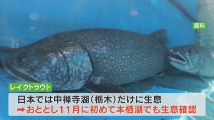 レイクトラウトの剥製 作品紹介】 スプレイク 67cm: 剥製屋の業務日誌