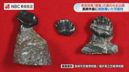 長崎】約8000万年前の“鎧竜”の歯の化石を新発見 世界的にも珍しい複数