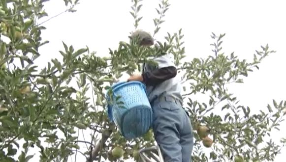 非常に強い台風10号の接近前に急ピッチでリンゴの収穫作業　支柱や紐使って枝の補強も　県内には1日から2日ごろにかけ最も接近か|TBS NEWS DIG