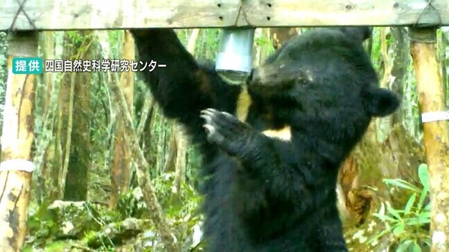 クマの人的被害、四国最後は約100年前に山で遭遇し危篤...被害後は捕獲が推奨され、現在は絶滅の危機に瀕する四国のツキノワグマ|TBS NEWS DIG