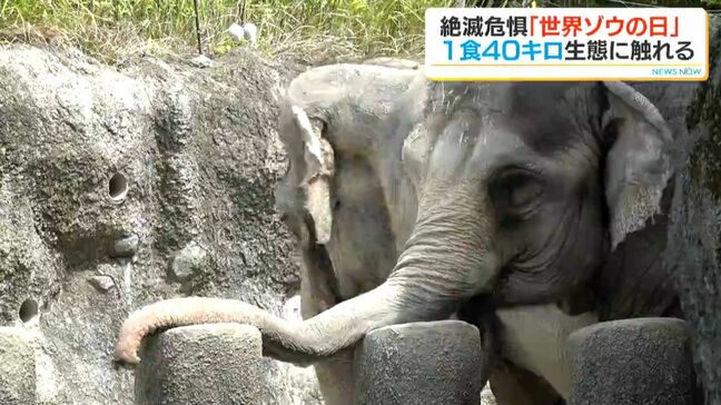 ゾウの魅力に触れる「世界ゾウの日」イベント 平川動物公園開催|TBS NEWS DIG