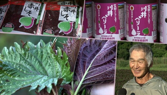 GI＝地理的表示に指定された宮古市川井の赤しそ　収穫最盛期　岩手|TBS NEWS DIG