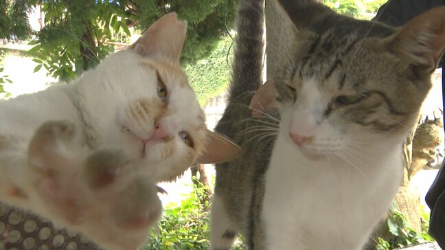 目ヤニや鼻水は?『猫の島』で猫の健康調査 観光客の「不適切なエサやり」を懸念 熊本県上天草市・湯島|TBS NEWS DIG