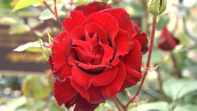 レオマリゾートで「春の大バラまつり」 世界各国の約400品種 約10万本のバラ “ベルサイユのばら”も【香川】|TBS NEWS DIG