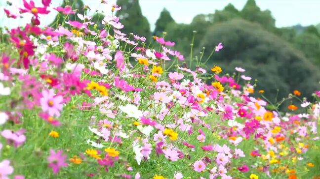 11月1日から3連休　秋晴れの行楽日和に　鹿児島県内のコスモスの開花状況にイベント情報|TBS NEWS DIG