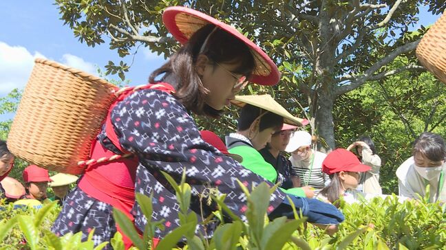「摘むのが楽しい！新芽を見つけるのが難しい」児童が伝統の茶摘み体験 6年生は1年生に指導も|TBS NEWS DIG