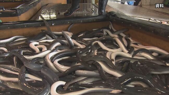 ニホンウナギなどの取引規制「否決」 EUなどが提案も3分の2に届かず 反対100・賛成35 来月の全体会合で確定へ　ワシントン条約締約国会議|TBS NEWS DIG