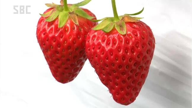 喬木村で「いちご狩り」始まる　40年続く　3連休に合わせて今年も開始　長野|TBS NEWS DIG