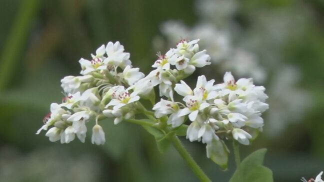 可憐…一面に咲く「ソバの花」見ごろ　「邑南そば」ブランド化も|TBS NEWS DIG