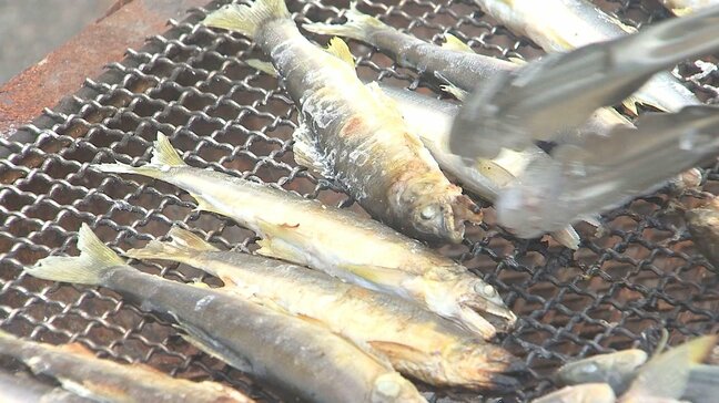 中学生がアユのちょんがけ漁を体験 透き通る番匠川で伝統漁法に奮闘 大分・佐伯市 |TBS NEWS DIG