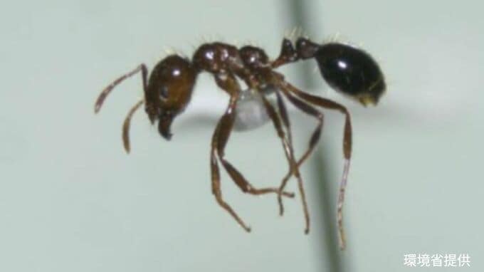 【速報】水島港国際コンテナターミナルで24日までに特定外来生物 “ヒアリ” 3,100匹以上が見つかる　今年7月にも確認【岡山】　|　岡山・香川のニュース | 天気 | RSK山陽放送