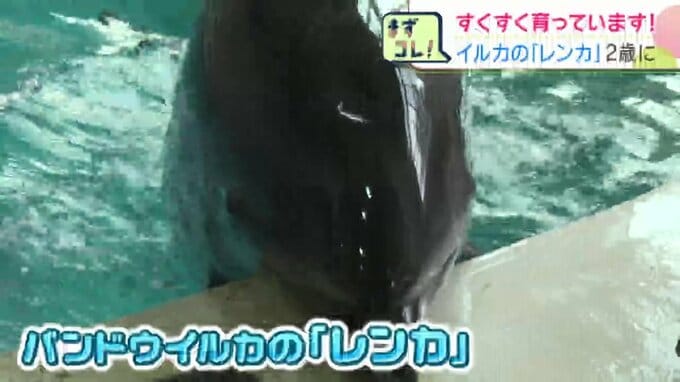 2歳の誕生日を迎えたバンドウイルカのレンカ