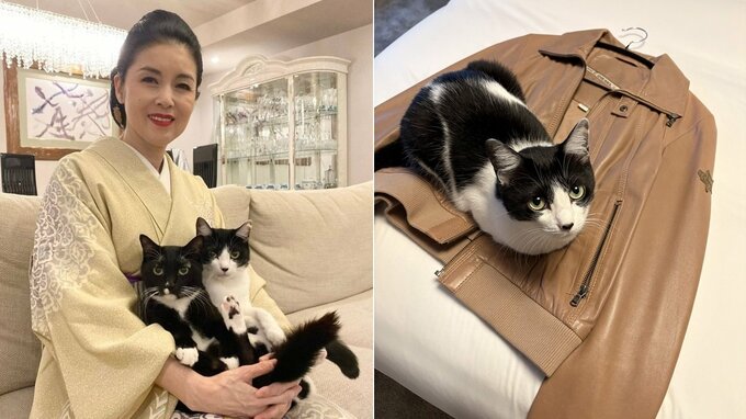 【 ねこ 】藤あや子の愛猫「オレオ」まるで秀吉　冷え始めた季節に上着の上でうずくまって「温めておきやしたぜぃ」|TBS NEWS DIG