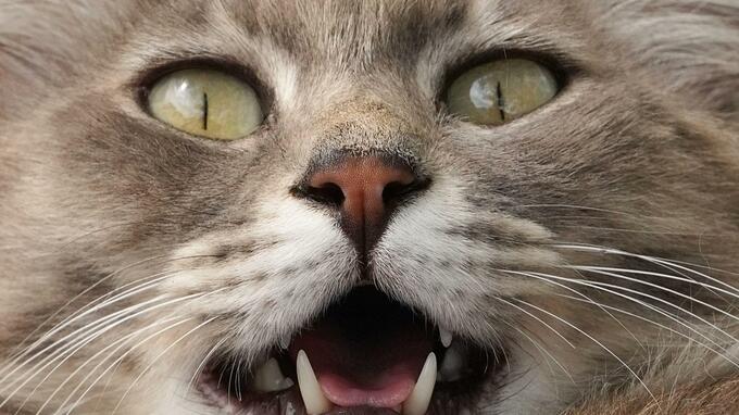 「飼い猫いじめた」交際女性の顔面を蹴った疑い　57歳男を逮捕　母親が隣家に助け求め【長崎】　|　長崎のニュース | 天気 | NBC長崎放送