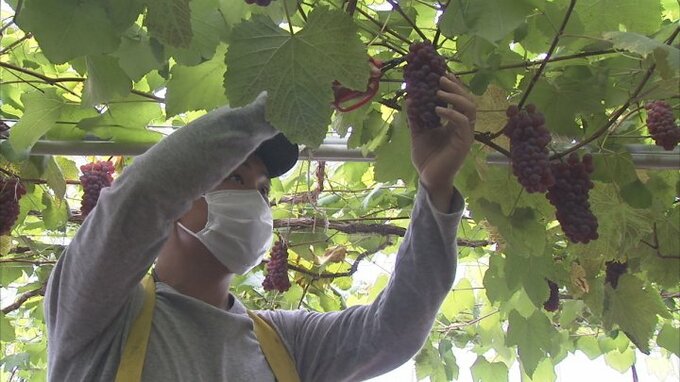 ２kg箱で1万5000円　ハウス栽培のブドウ「デラウェア」初収穫　早くも初夏の味覚　山梨|TBS NEWS DIG