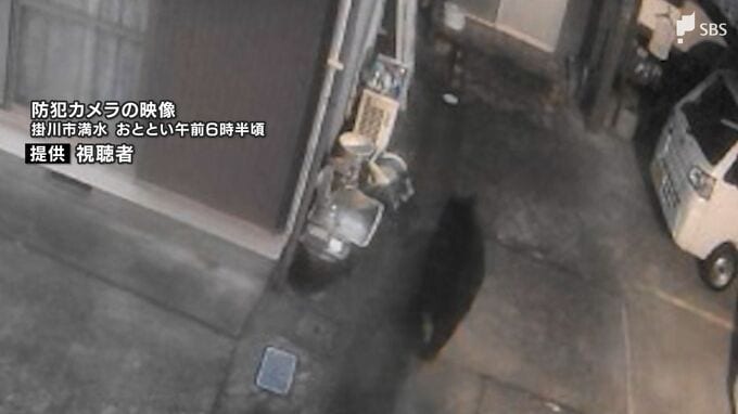 列車と接触か JR東海道線線路脇でクマの死骸 市街地で目撃されたものと同一個体の可能性=静岡・掛川市【速報】|TBS NEWS DIG