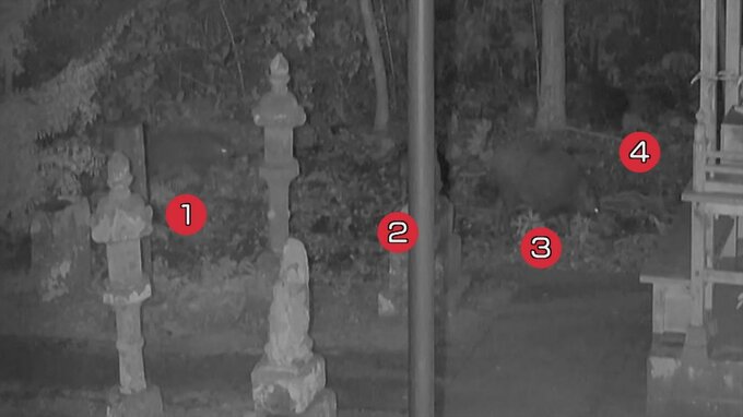 深夜の神社…防犯カメラに「大暴れ」の一部始終　犯人はイノシシ家族　|　BSSニュース | BSS山陰放送