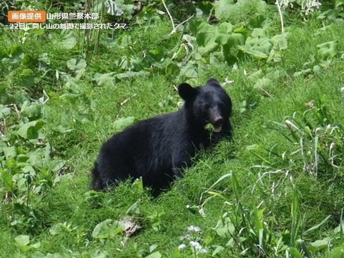 「連日、同じ場所に出没している」小学校近くの山の斜面で徘徊するクマ 警察が警戒　|　山形のニュース│TUYテレビユー山形