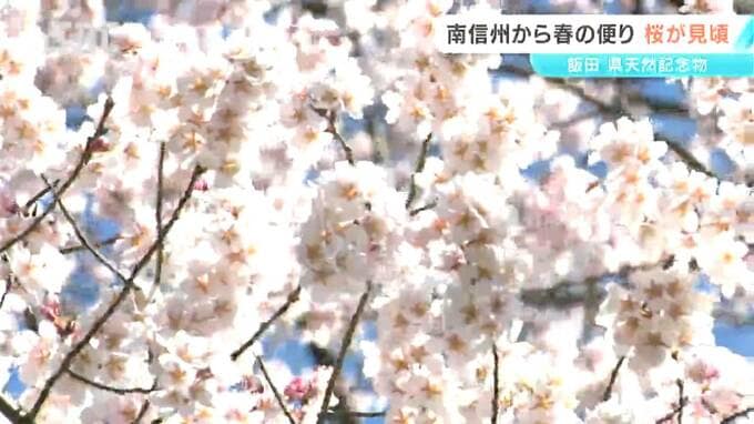 南信州から春の便りが続々…エドヒガンザクラが見ごろに　圧倒的な存在感で見る人を魅了　「安富桜」として親しまれる　長野・飯田市　|　SBC NEWS | 長野のニュース | SBC信越放送