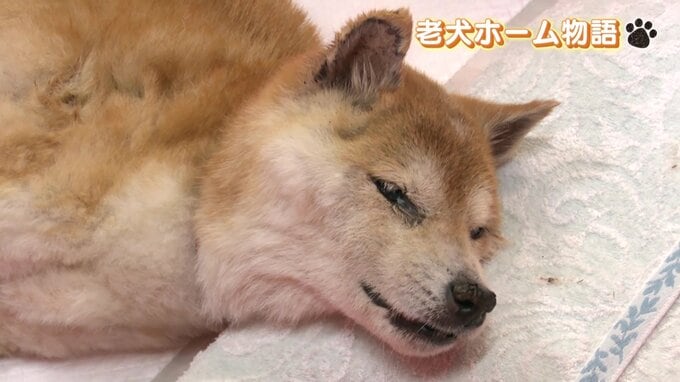 認知症の愛犬を預ける…飼い主に寄り添い、愛情を引き継ぎ、最期を看取る 新しい"家族のカタチ"＜老犬ホーム物語＞後編|TBS NEWS DIG