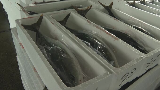 歓喜に沸く京都・舞鶴漁港　2000匹のブリが大量入網　海水温の低下に伴い南下か？　先月は福井県高浜町でも2000匹|TBS NEWS DIG