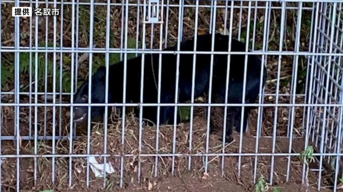 イノシシ用わなにクマ1頭がかかる 周辺でクマの目撃相次ぐ　宮城・名取市|TBS NEWS DIG