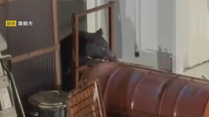 【速報】京都・舞鶴市でツキノワグマの親子を緊急銃猟　住宅の軒下に居座っていたところ麻酔銃が命中　京都府で初　殺処分へ|TBS NEWS DIG