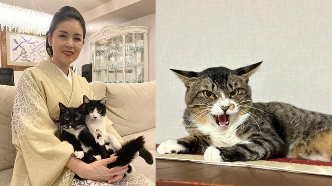 【 ねこ 】藤あや子さん家の新顔「じゃこ天」くん　「シャー」にも余裕の藤さん　先輩マル・オレオに会うまであと2週間程度か|TBS NEWS DIG