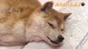 認知症の愛犬を預ける…飼い主に寄り添い、愛情を引き継ぎ、最期を看取る 新しい"家族のカタチ"＜老犬ホーム物語＞後編　|　熊本のニュース｜RKK NEWS｜RKK熊本放送