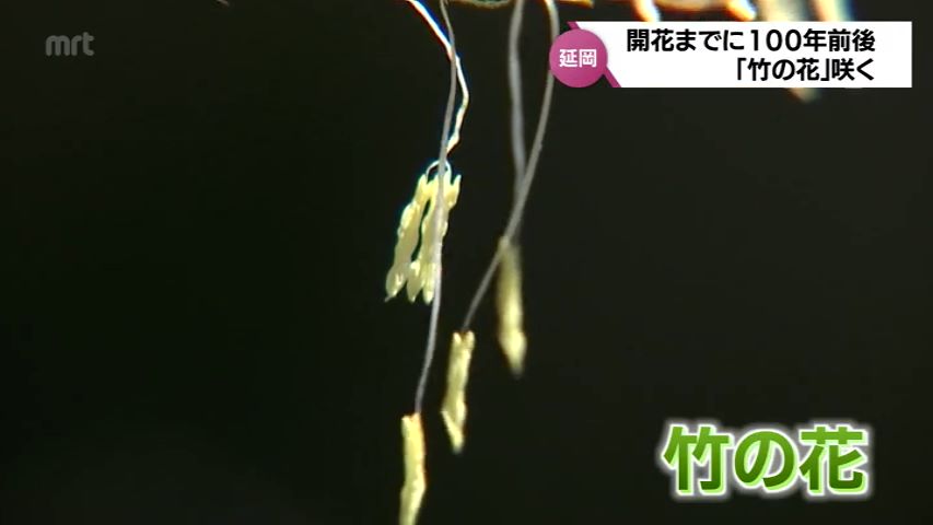 花が咲くのは100年前後に一度 延岡市の民家で「竹」の花が咲く | TBS NEWS DIG