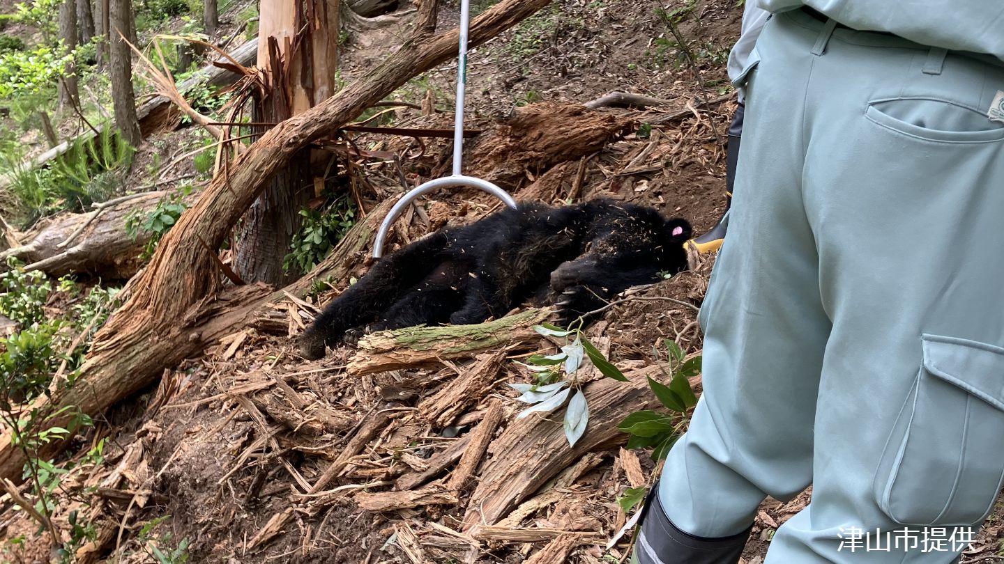 クマノミツバツツジ /熊野三葉躑躅【現品発送】管理70736 クマノ三葉躑躅（クマノミツバツツジ）熊野三つ葉ツツジ : 日本花卉