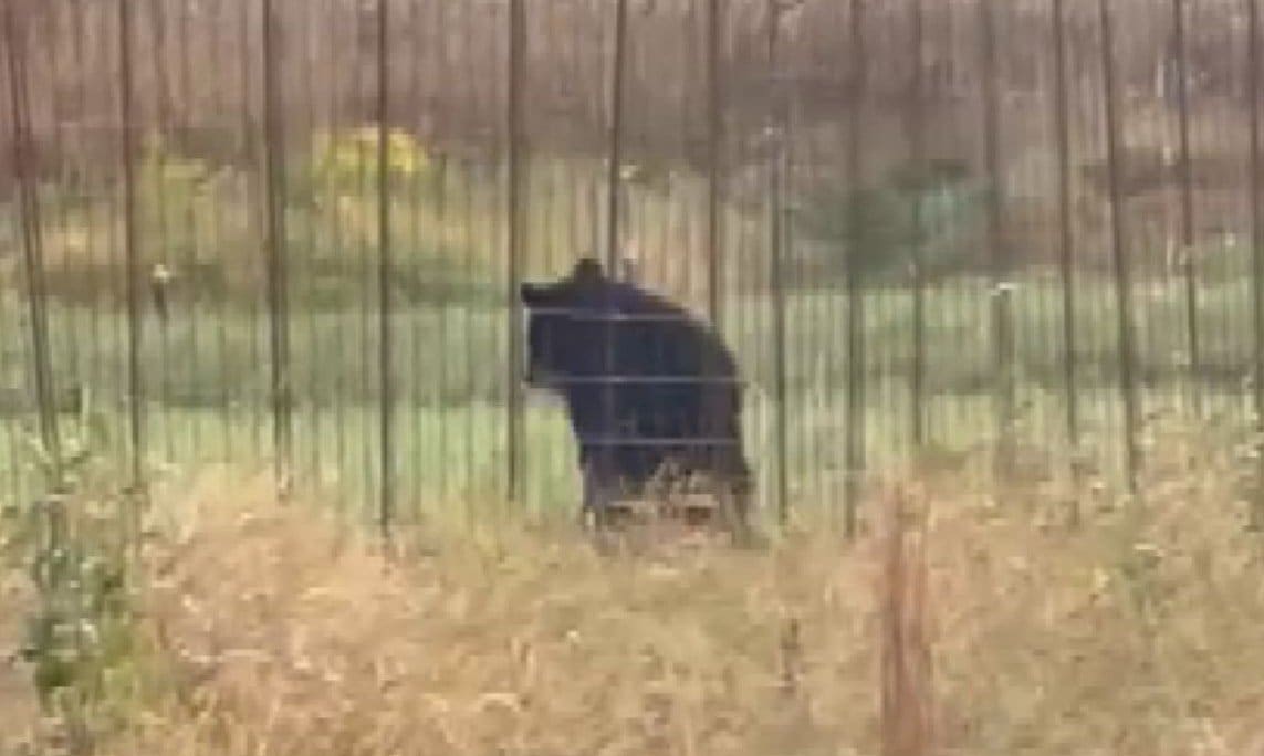 視聴者投稿】「クマが柵を乗り越える姿が…」 広島県北広島町でもクマの