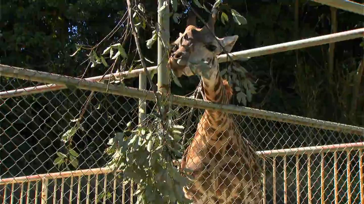 マサイキリン「ヒマリ」一般公開 平川動物公園 鹿児島 | 鹿児島の