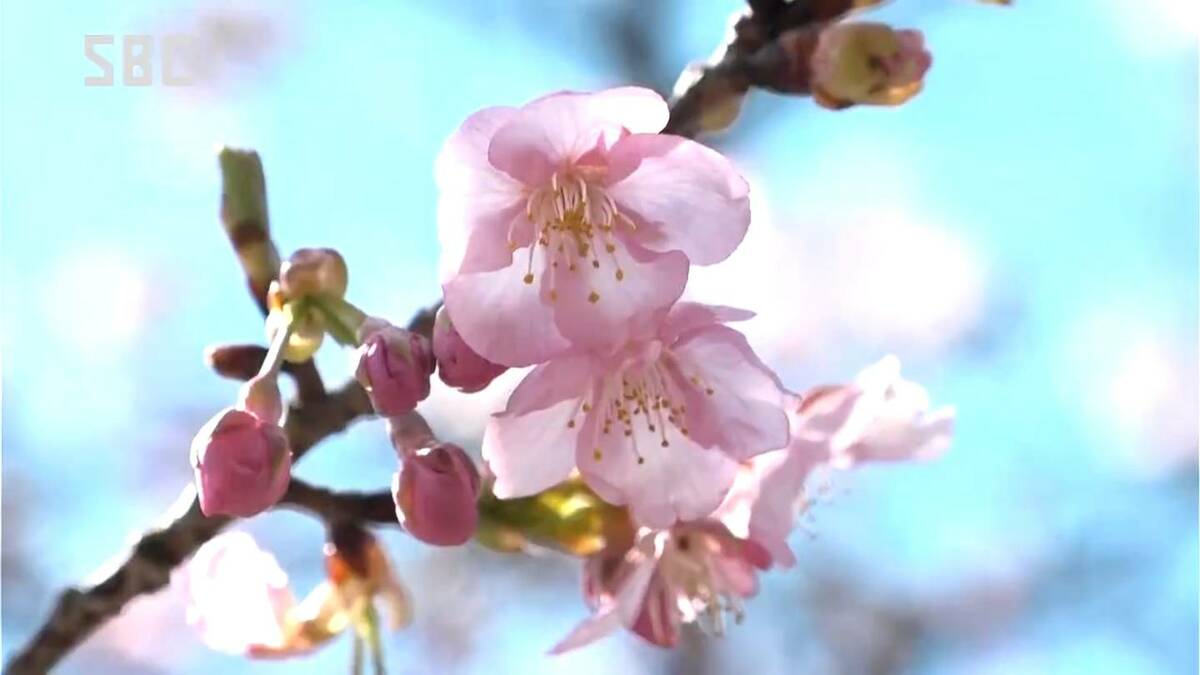 河津桜が五分咲きに 春の訪れを告げる早咲きのサクラ 今週末にも見頃に