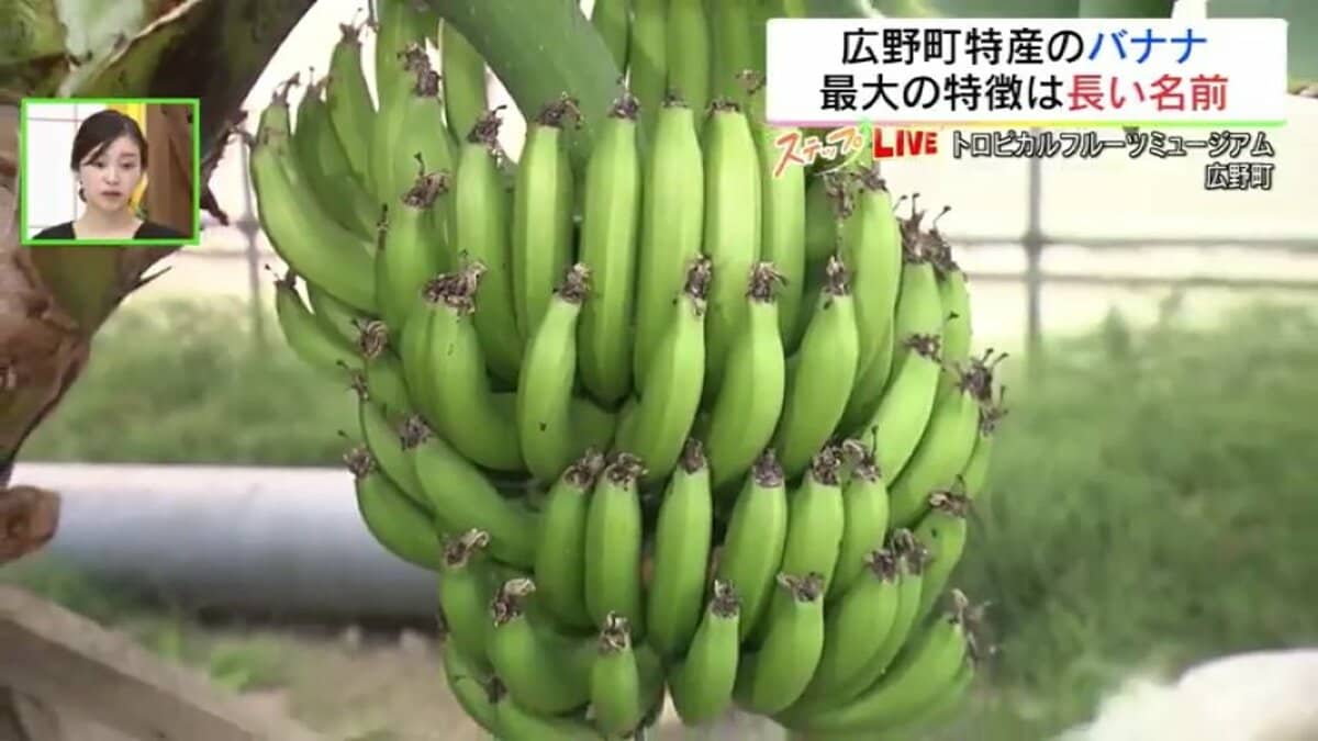 皮ごと食べられる！東北・福島で栽培される“長すぎる”バナナ | 福島の