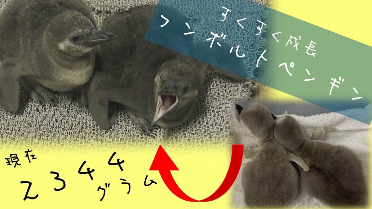 2344gです」12月に誕生のフンボルトペンギンのヒナ すくすく成長