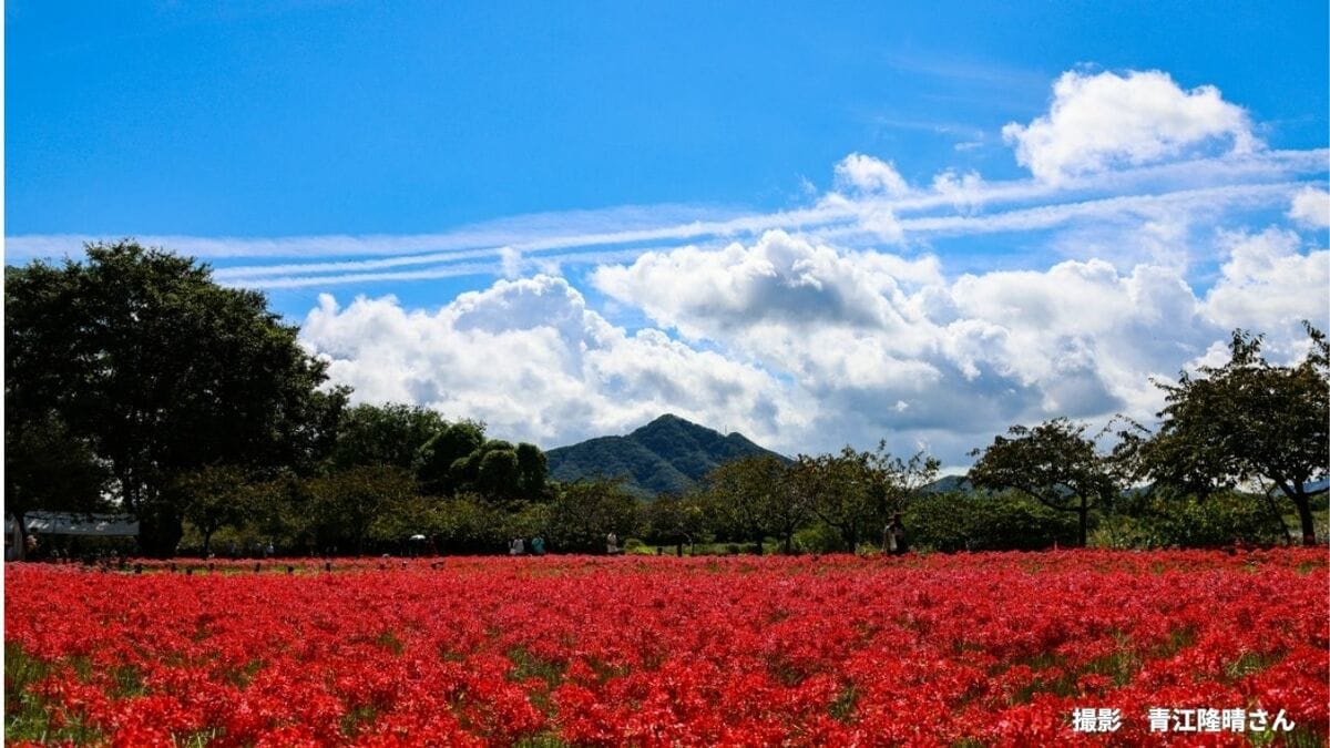 「縁起が悪い？」ヒガンバナはどうして墓地や畔に多い？球根には「リコリン」というアルカロイド系の毒