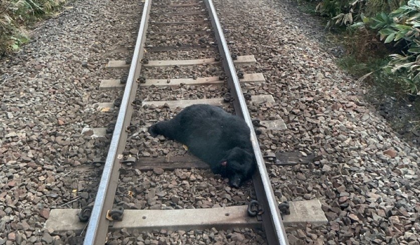 前年度の5倍近く」“クマ害”で列車も受難 衝突相次ぎ運休や遅れ42件と