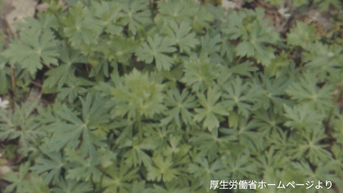 “卵とじ”にして食べた野草は｢トリカブト｣だった… 男性が一時意識不明に 呼吸不全で死亡する恐れも
