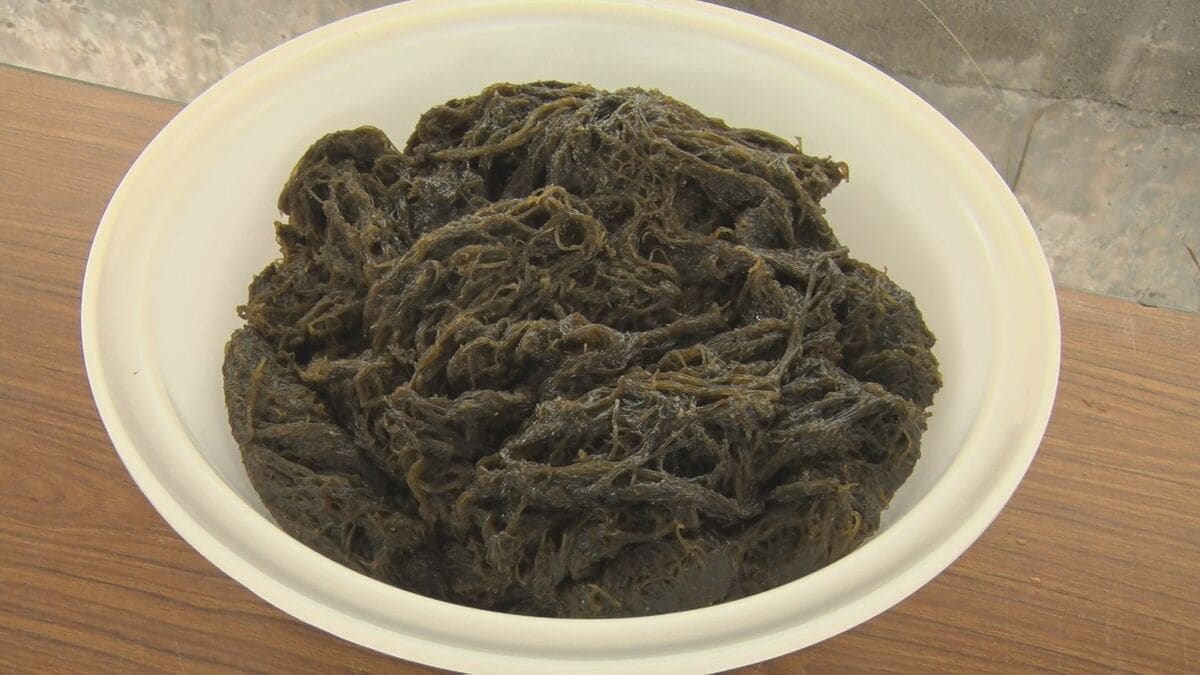 旬迎えたモズクをPR　うるま市