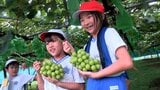「おいしく味わいたいです」小学生がブドウの収穫を体験【岡山】 | 岡山・香川のニュース | 天気 | RSK山陽放送