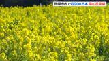 120万本の「菜の花」が見頃 訪れた人が「春の景色」楽しむ 渥美半島の観光施設 | 名古屋・愛知・岐阜・三重のニュース【CBC news】 | CBC web