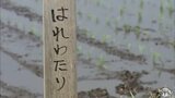 全国デビュー予定の青森県産米「はれわたり」作付け拡大して田植え「おいしい米を届けたい」|TBS NEWS DIG